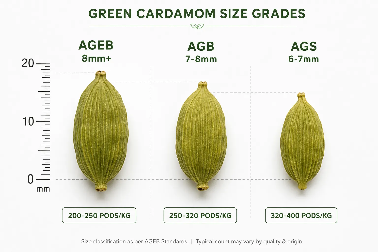 Cardamom grading chart showing AGEB, AGB, and AGS pod size classifications with millimeter measurements